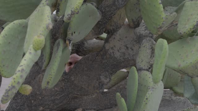 creepy man hiding behind cactus