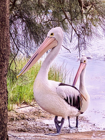 Vertical closeup photo of two pelicans in the wild standing under a native Casuarina tree next to a saltwater estuary on the south coast of NSW near Ulladulla in Summer.