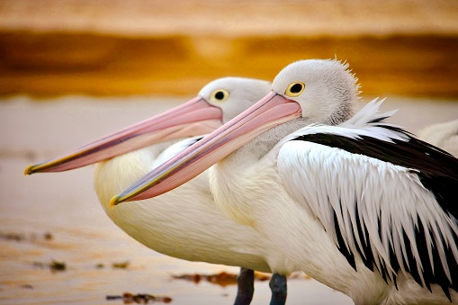 Horizontal closeup photo of two pelicans in the wild standing on the beach at Lake Tabourie on the south coast of NSW near Ulladulla.