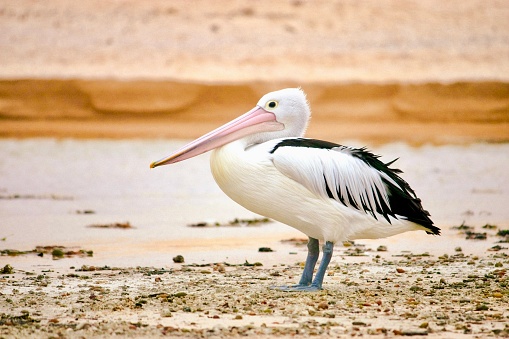 Horizontal closeup photo of a pelican in the wild standing on the beach at Lake Tabourie on the south coast of NSW near Ulladulla.