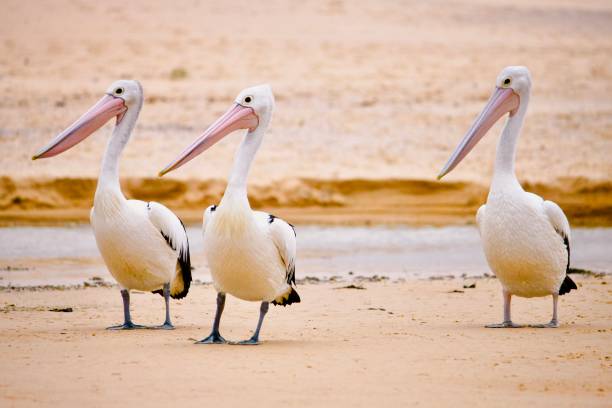 istock Australian Wild Pelicans 1434217225