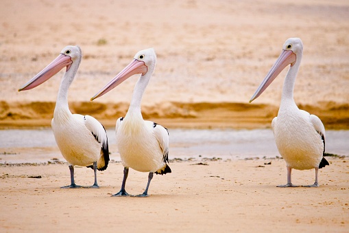 Horizontal closeup photo of three pelicans in the wild standing on the beach at Lake Tabourie on the south coast of NSW near Ulladulla.