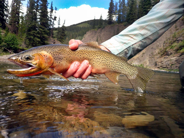 truta-salmonada - cutthroat trout - fotografias e filmes do acervo