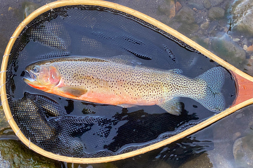 Overhead view of cutthroat trout.