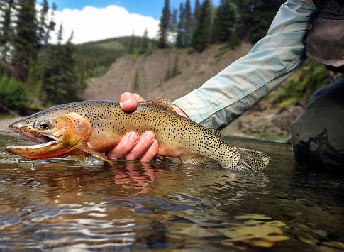 Man holding cutthroat trout prior to releasing it ,selective focus on background.