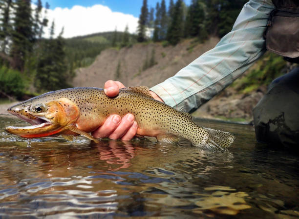 6,600+ Fly Fishing Trout Stock Photos, Pictures & Royalty-Free Images -  iStock