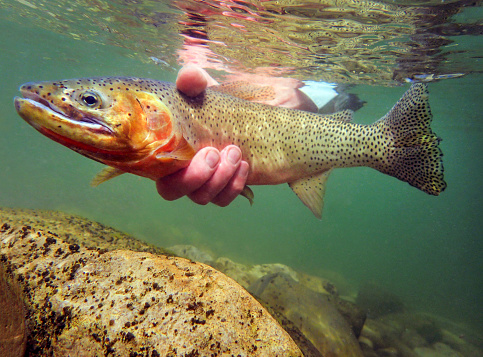 Man holding cutthroat trout underwater prior to releasing it.