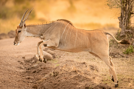Eland photographed on Safari