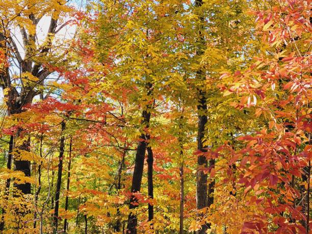 istock Colorful Autumn trees 1434218789