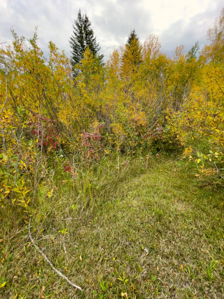 istock Autumn Colors in a Woodland 1434218991