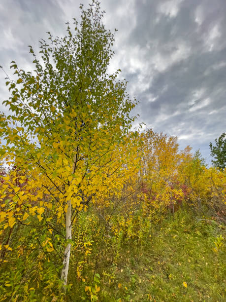 istock Autumn Colors in a Woodland 1434219067