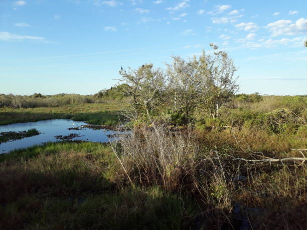 istock Collection Pantanal - Scene with Vegetation 1434219170