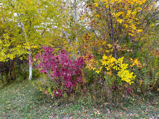 istock Autumn Colors in a Woodland 1434220438