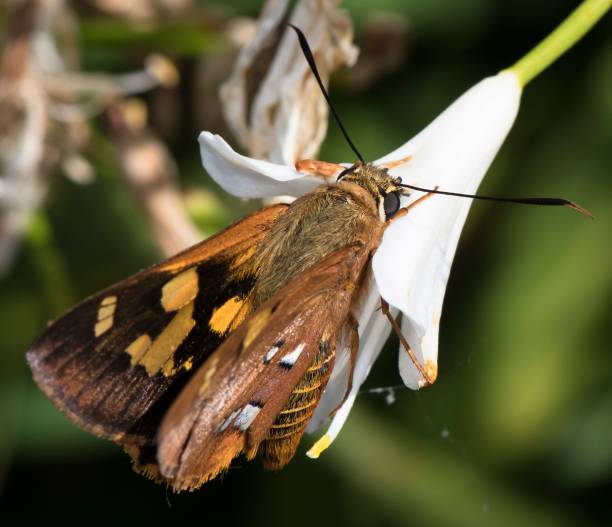 istock Closeup of a common brown butterfly perched on a flower 1434221252