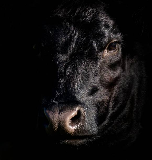istock Closeup of a Dexter cattle against a dark background 1434221280
