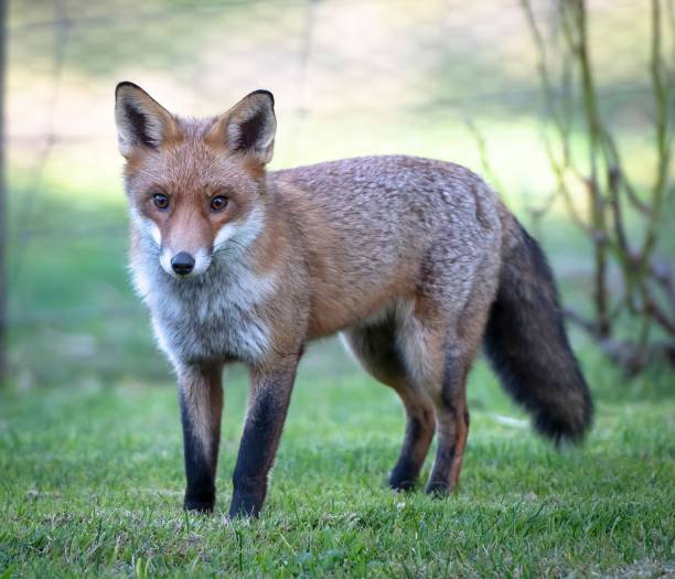 istock Closeup of a small fox on the green grass 1434221303