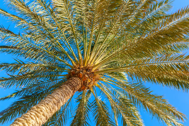 istock Palm Trees in a Blue Sky 1434221392