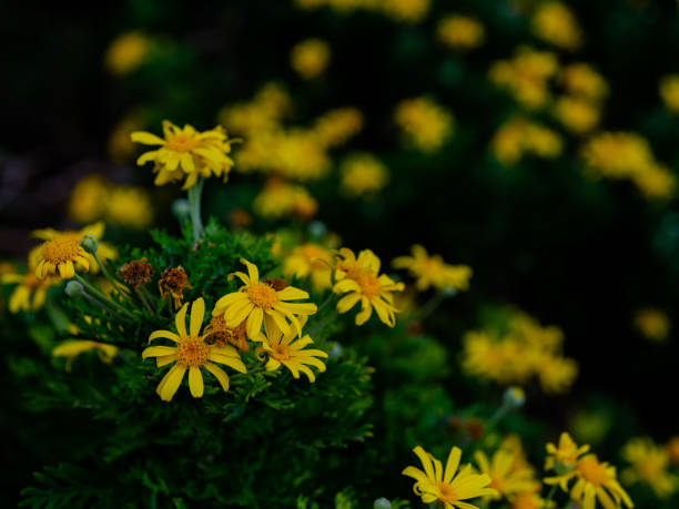 A vibrant cluster of blooming Euryops pectinatus (African bush daisy) with bright yellow petals and soft green foliage, captured in a natural garden setting.