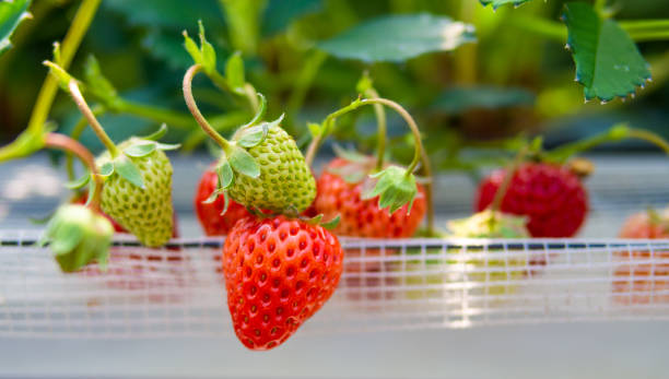 fraises dans la ferme de fraises - hydroponics strawberry farm homegrown produce photos et images de collection