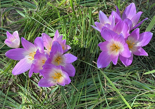 Purple crocus flowers in the lawn. Colchicum speciosum known also as autumn crocus or meadow saffron.