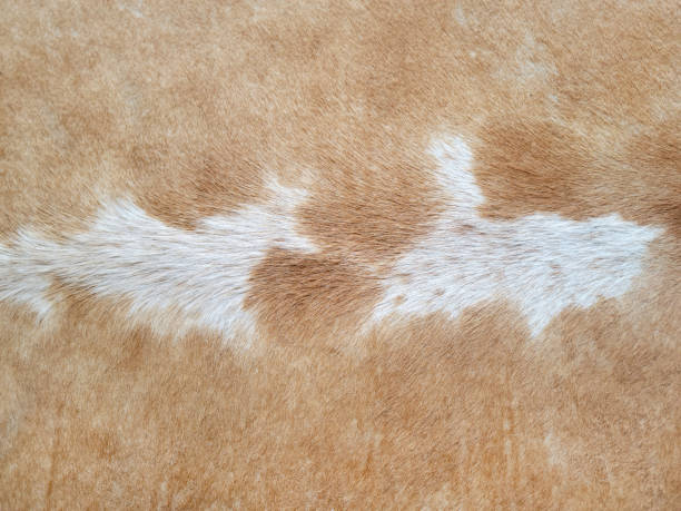 istock Cow Hair Abstract 1434230292