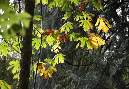 Selective focus on a maple tree with leaves starting to show fall colors in Surrey, British Columbia.