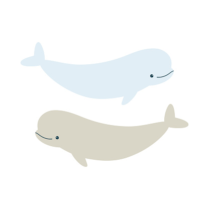 Vector illustration of cute beluga