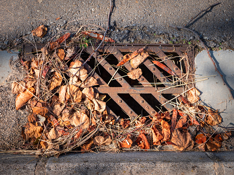 sewer grating grate covered with various dry fallen leaves and twigs