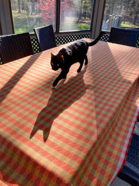 black cat onn outdoor table stock photo