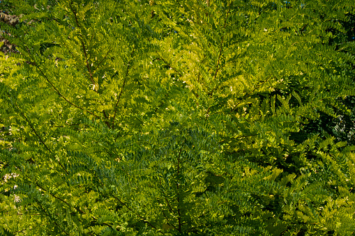 Close-up leaves of acacia tree
