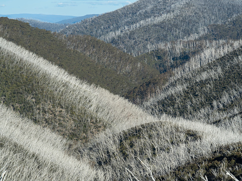 Regeneration of burnt forest in the Victorian Alps