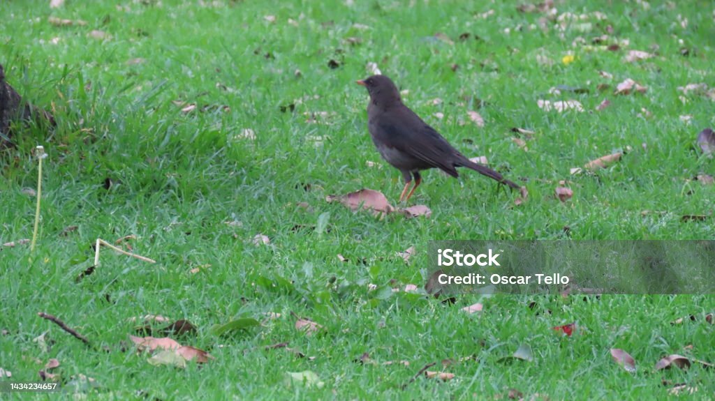black bird on the grass Animal Stock Photo