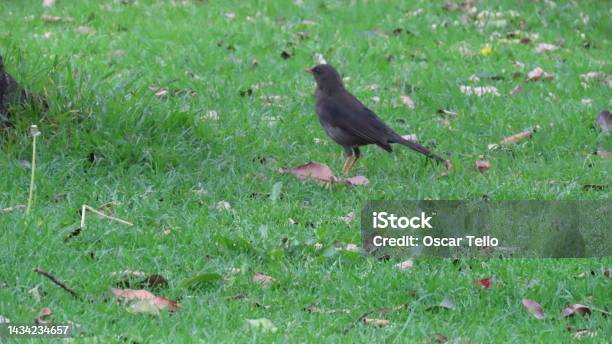 Black Bird On The Grass Stock Photo - Download Image Now - Animal, Bird, Black Color