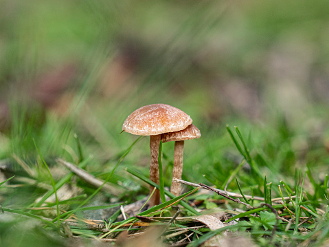 Small brown mushrooms in grass
