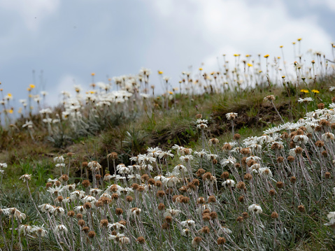 Wildflowers in Kosciuszko National Park on a cloudy day