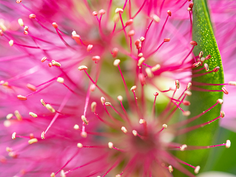 Abstract close up of pink bottle brush