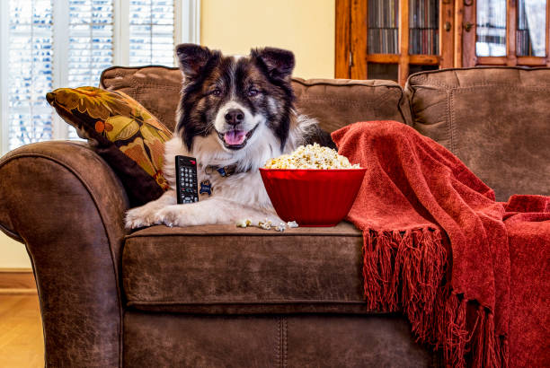 chien sur un canapé avec la télécommande du téléviseur, du maïs soufflé et une couverture. - icelandic sheep photos et images de collection