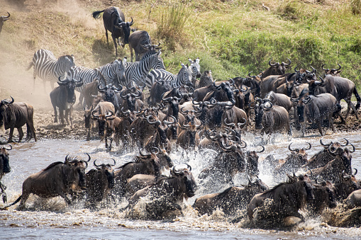 On safari In Tanzania watching the great migration