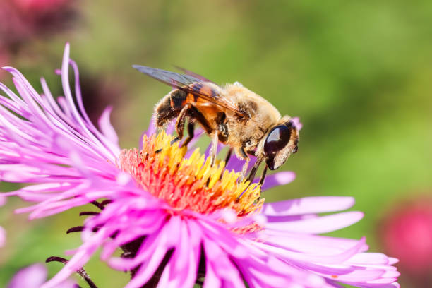 istock Worker bee on pink aster flowers in autumn garden 1434239217