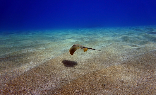 Amazing underwater scene with swimming stingray into the blue