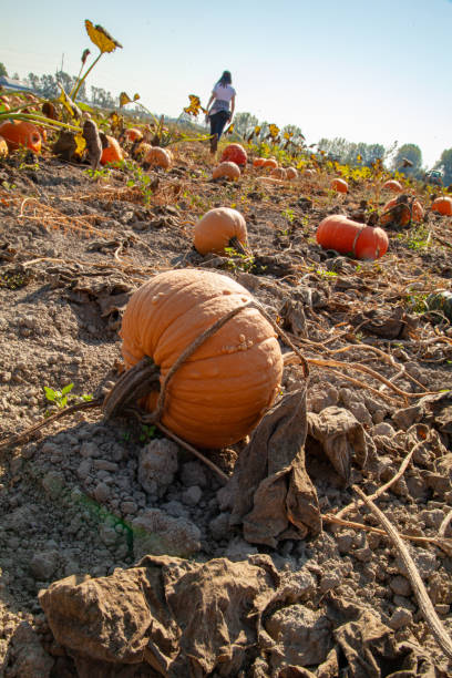 istock Pumpkin patch with visitor walking and browsing pumpkin in background 1434242211
