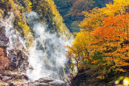Autumn in Iwate, North Japan becoming colourful in the mountains with steam coming from the  ground due to volcanic hot spring activity.