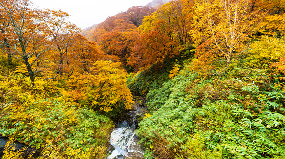 A high angle view of a waterfall in the mountains. Autumn in Iwate, North Japan becoming colorful in the mountains.