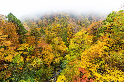 Autumn in the mountains of Iwate, Japan. Colorful trees and heavy fog.