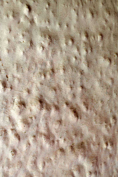 istock Coarse cement plaster wall for white background. Rough textured background. Black and White for old white retro wall background for the background. can be beautifully assembled into the decoration. 1434245800