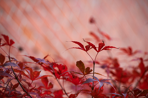 Red leaves with out of focus brickwall as background, Use full as background - copy space