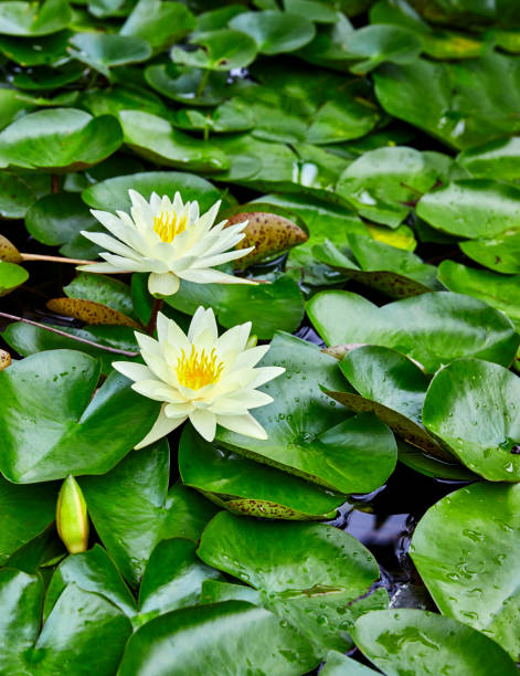 istock White Water Lily in a Pond 1434246577