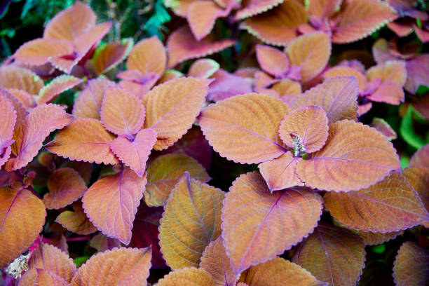 istock Colorful Coleus with other Foliage 1434246610