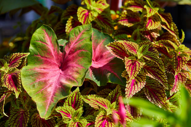 istock Colorful Caladium with other Foliage 1434246624