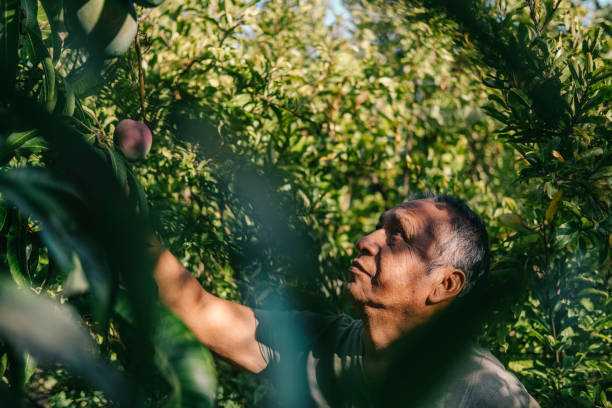 istock Bolivian gardener working on a farm 1434248537